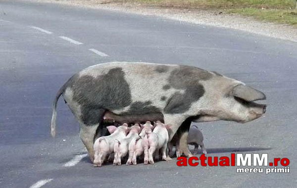Porcul tot strange, se-ngrasa bine, dar pentru altii, nu pentru sine