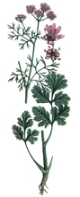 Coriandru