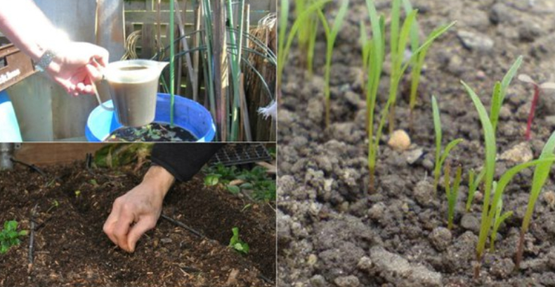 Cea mai rapidă cale de a cultiva pătrunjelul