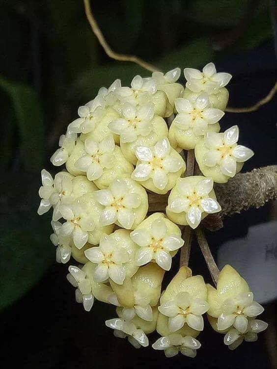 Vanilia