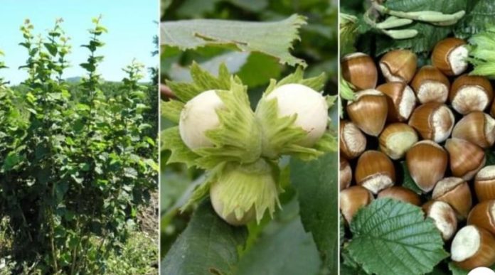 Iată de ce e recomandat să ai în curte un alun – Dacă stai la casă, plantează unul