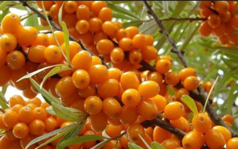 Cătina, elixirul imunității: conține peste 9 vitamine și de 10 ori mai multă vitamina C decât citricele