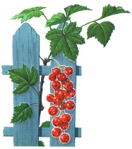 Coacăzul