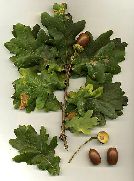 Stejarul