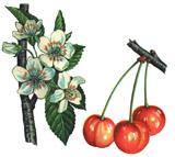 Cireșul