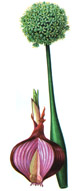 Ceapa