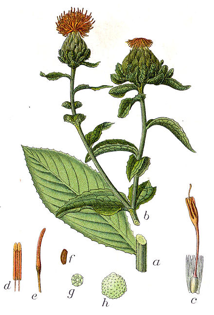 Șofrănel