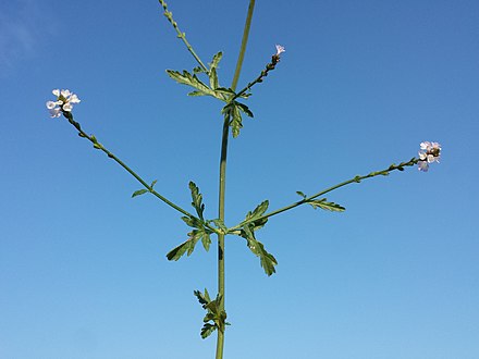 Verbina
