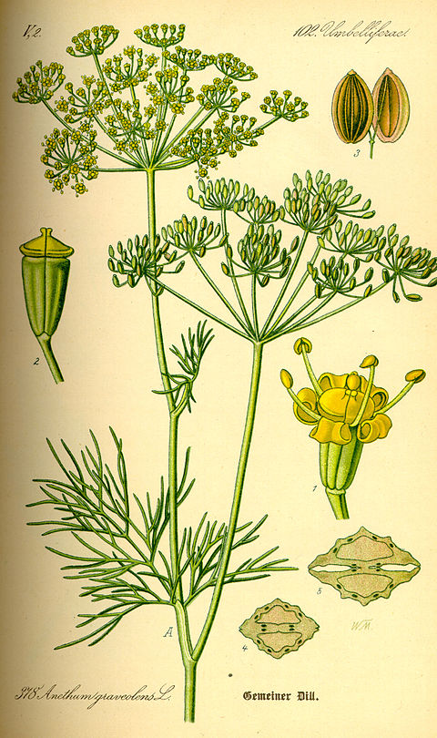 Mărar