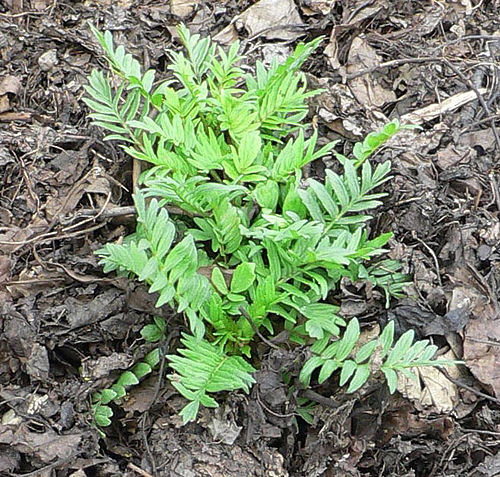 Odoleanul, Valeriana