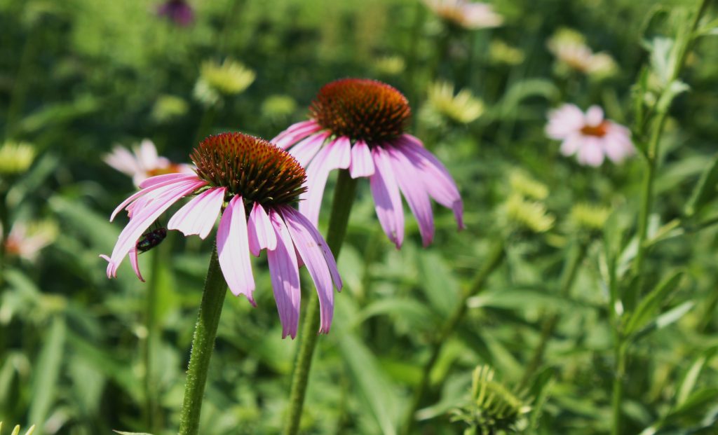 Echinacea