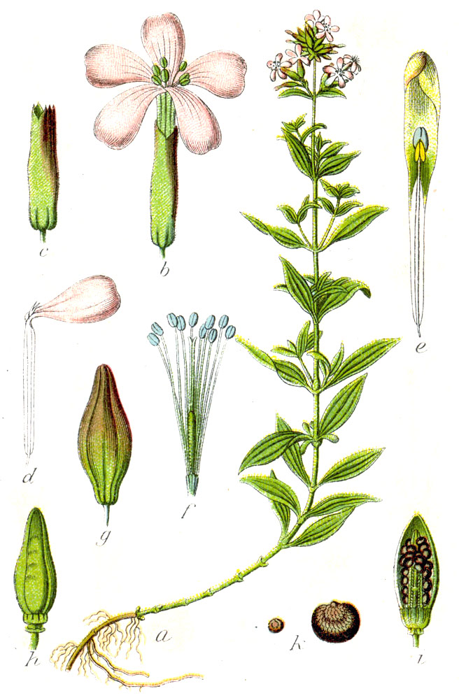 Săpunarița