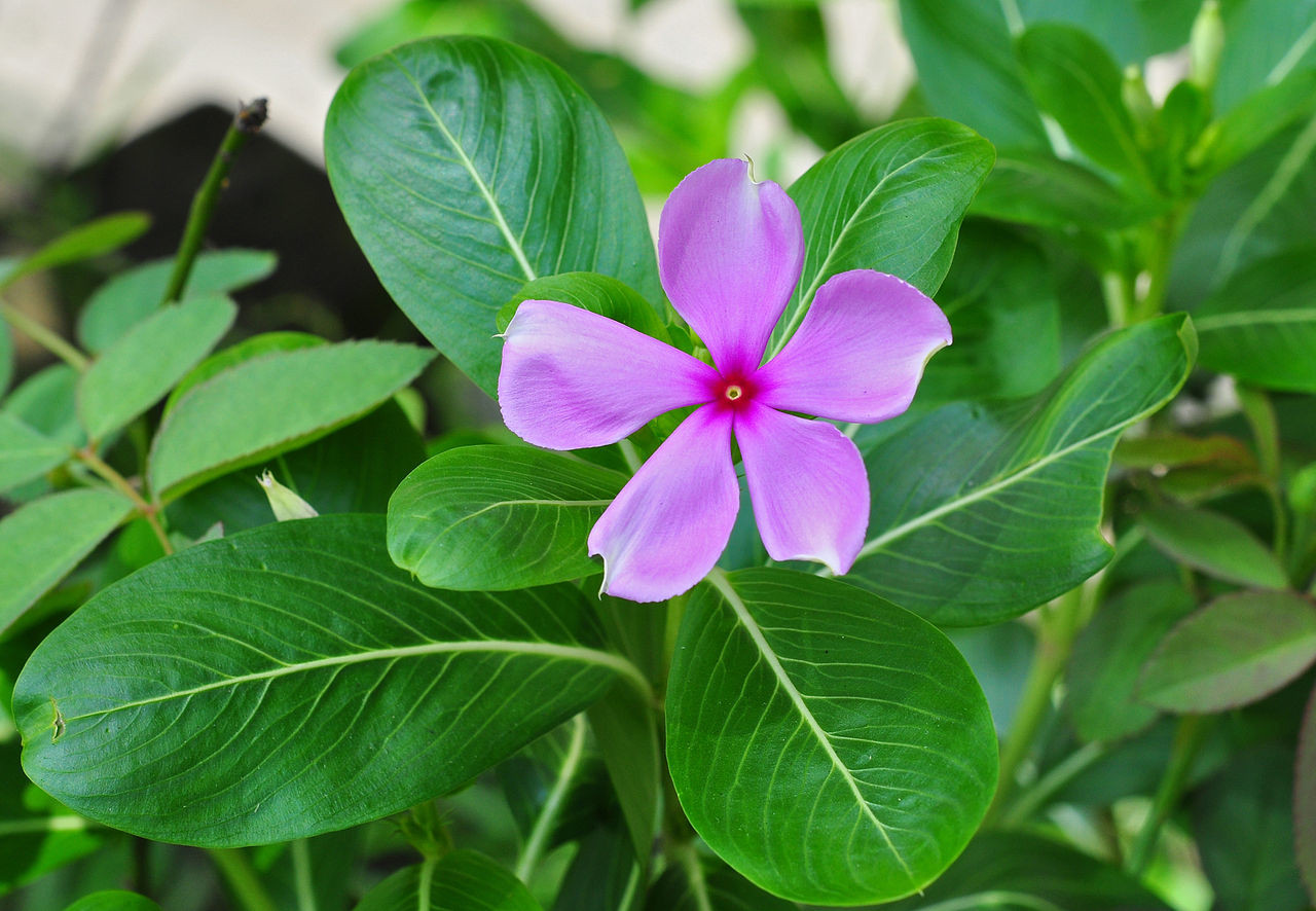 Brebenocul de Madagascar (Vinca Rosea, Catharanthus Roseus)