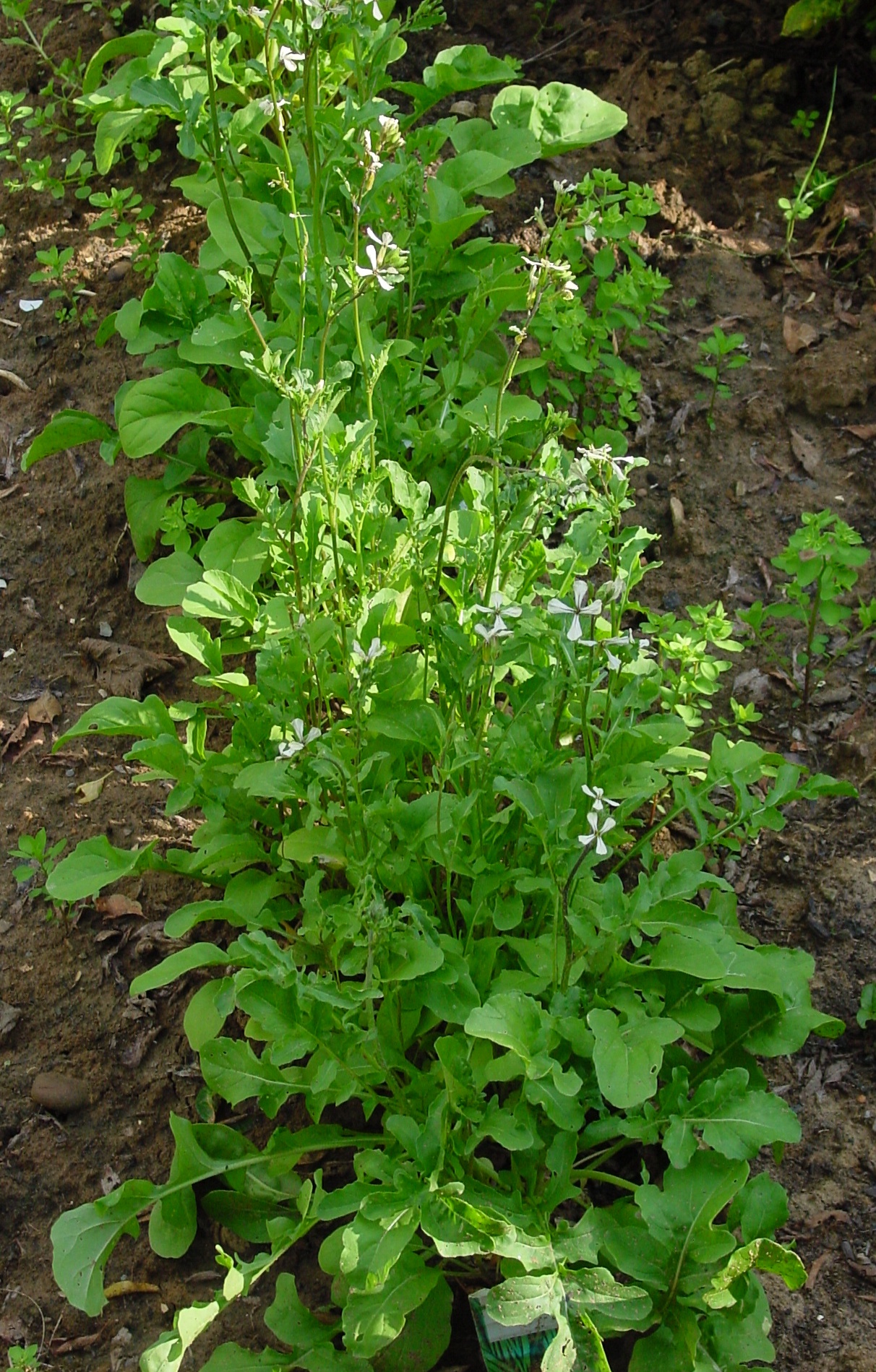 Lăptuca cu flori galbene, diuretic și digestiv