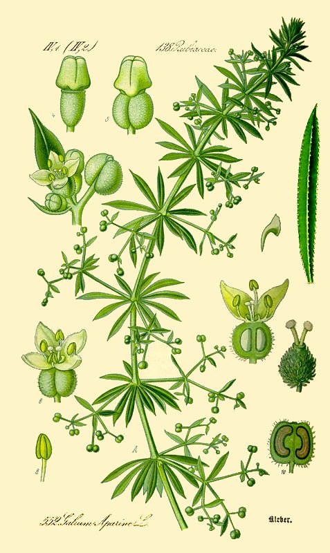 Lipicioasă