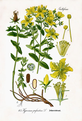 Sunătoare