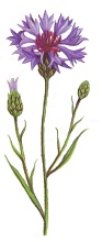 Albăstrele