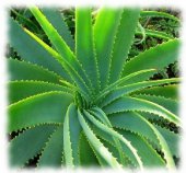 Aloe vera