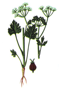 Anasonul