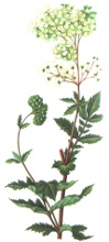 Barba popii