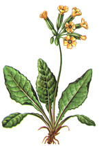 Ciuboțica cucului