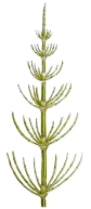 Coada calului