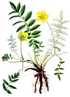 Coada racului