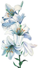 Crinul alb