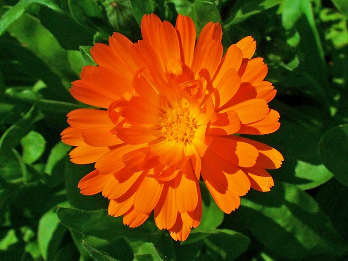 Gălbenelele