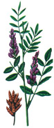 Lemnul dulce