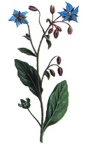 Limba mielului