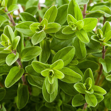 Măghiran, Șovârv, Oregano