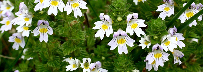 Silur (Euphrasia officinalis)