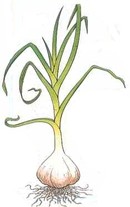 Usturoi