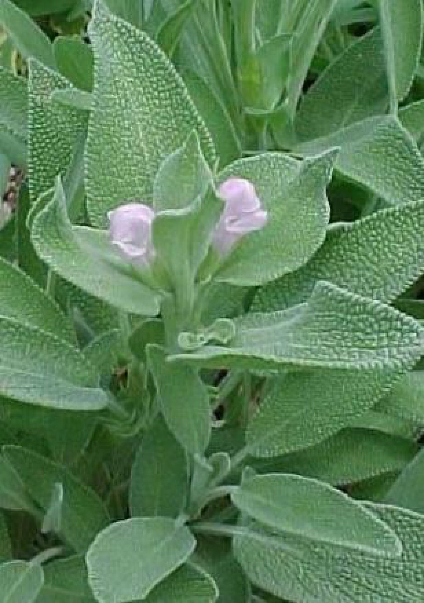 Salvia