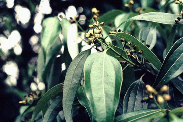 Descoperire românească de excepţie: extractele din plante pot înlocui E-urile NOCIVE din alimente!