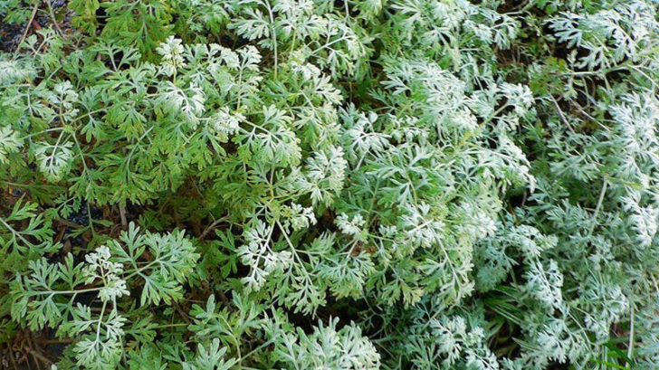 Planta care ucide 98% din celulele canceroase în 16 ore