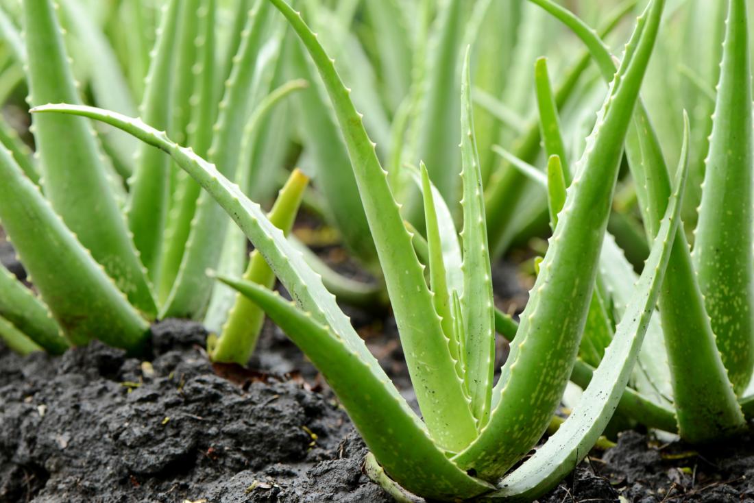 Remediu natural contra cancerului folosind ALOE VERA