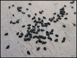 Negrilica (Nigella sativa) este cel mai mare coşmar al cancerului