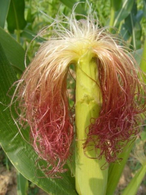 Ceaiul din mătase de porumb vindecă foarte multe boli. Iată cum se prepară corect